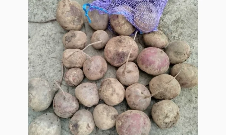 Продажа свеклы н/с и мелкой - фото № 1