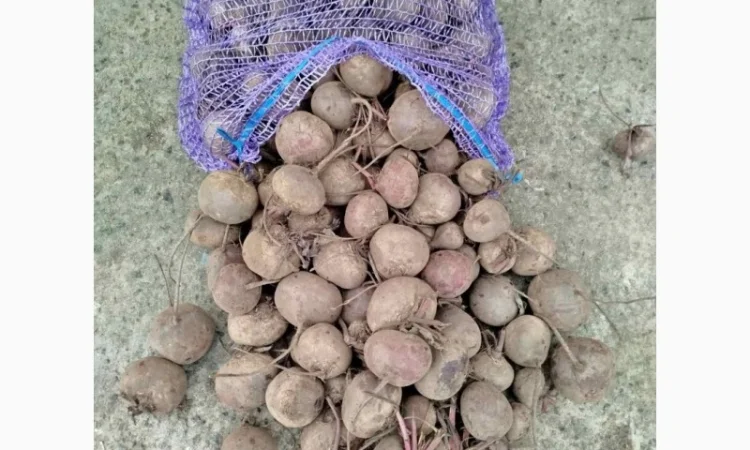 Продажа свеклы н/с и мелкой - фото № 2