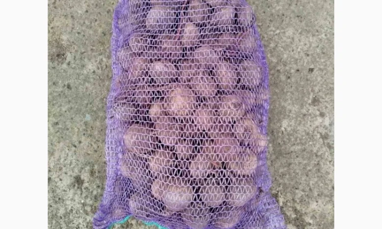 Продажа свеклы н/с и мелкой - фото № 3