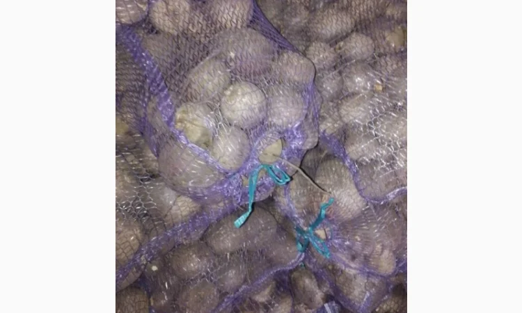 Продаж столового буряка - фото № 1