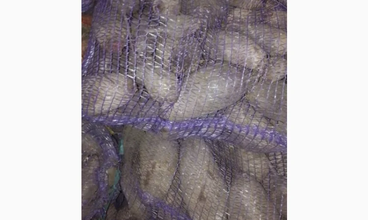 Продаж столового буряка - фото № 2