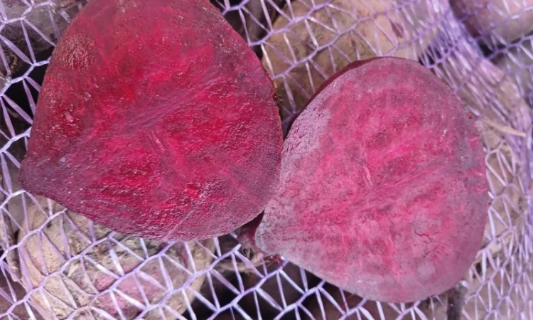 Продаю буряк Зеппо F1, цена по договоренности - фото № 1