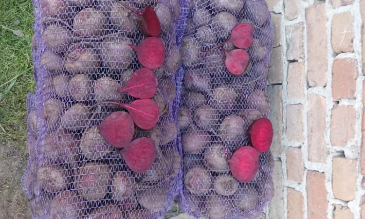 Продаю буряк Зеппо F1, цена по договоренности - фото № 2