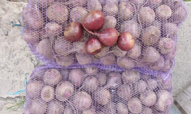 Продаю буряк Зеппо F1, цена по договоренности - фото № 3