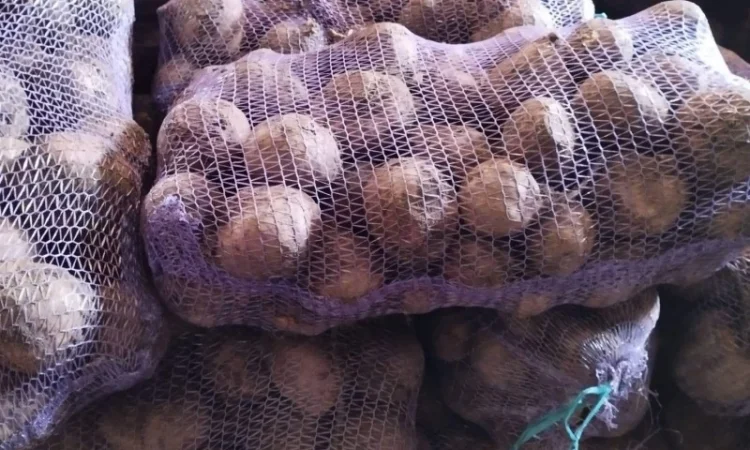 Продаж солодкого буряка 2025 року - фото № 1