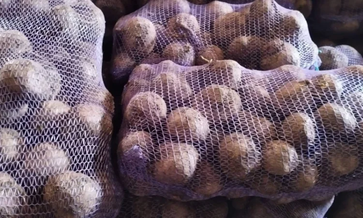 Продаж солодкого буряка 2025 року - фото № 2