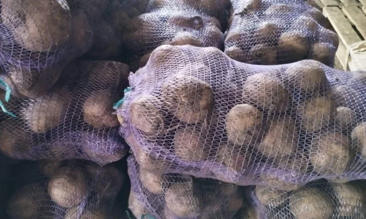 Продаж солодкого буряка 2025 року - фото № 3