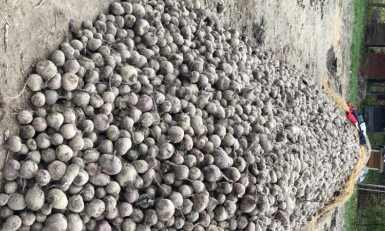 Продаж буряка столового - фото № 1