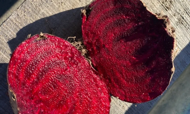 Продаж буряка столового - фото № 2