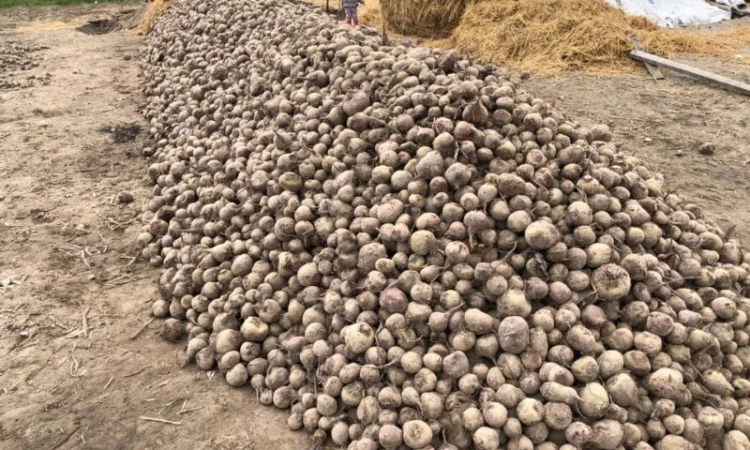 Продаж буряка столового - фото № 3