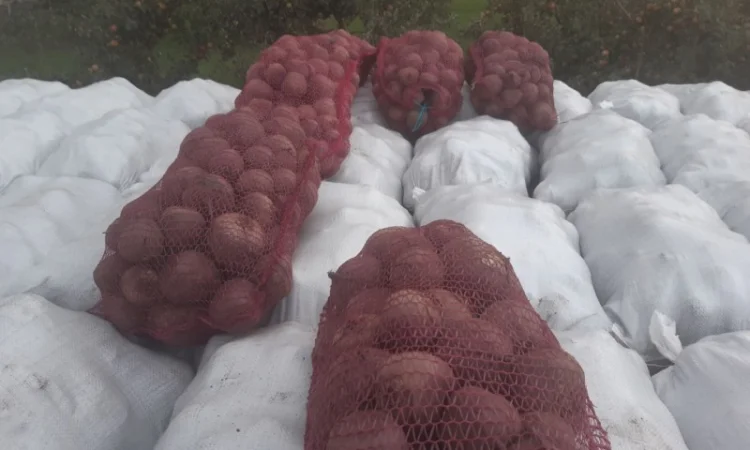 Продаю буряк сорту Детроід - фото № 1