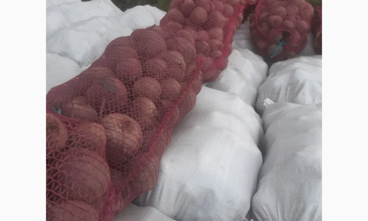 Продаю буряк сорту Детроід - фото № 5