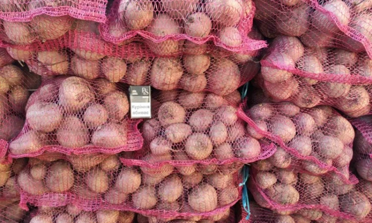 Продаю буряк сорту Детроід - фото № 4