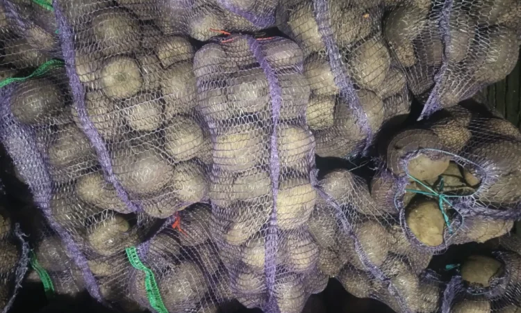 Продаж столового буряка Пабло - фото № 1