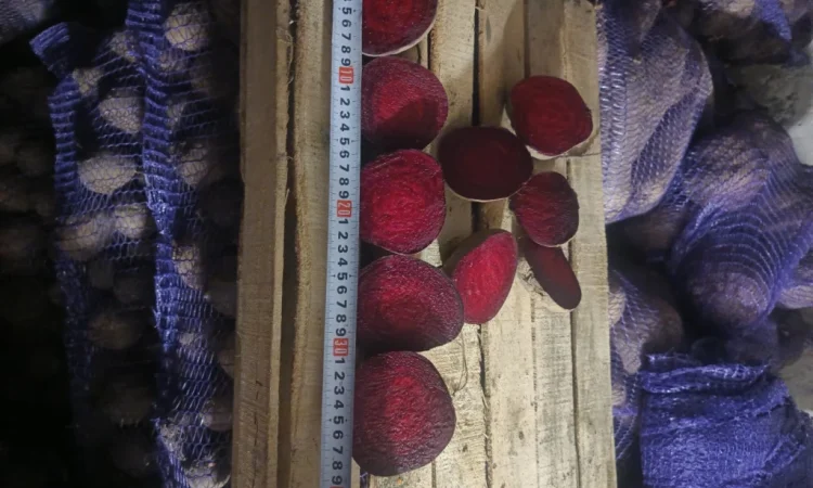 Продаж столового буряка Пабло - фото № 2