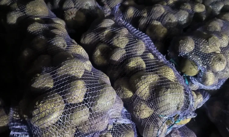 Продаж столового буряка Пабло - фото № 3