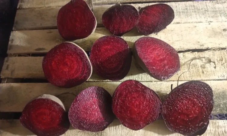 Продаж столового буряка Пабло - фото № 4