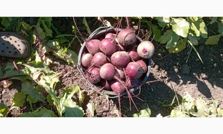 Куплю буряк Водан калібр 6-9 - фото № 1