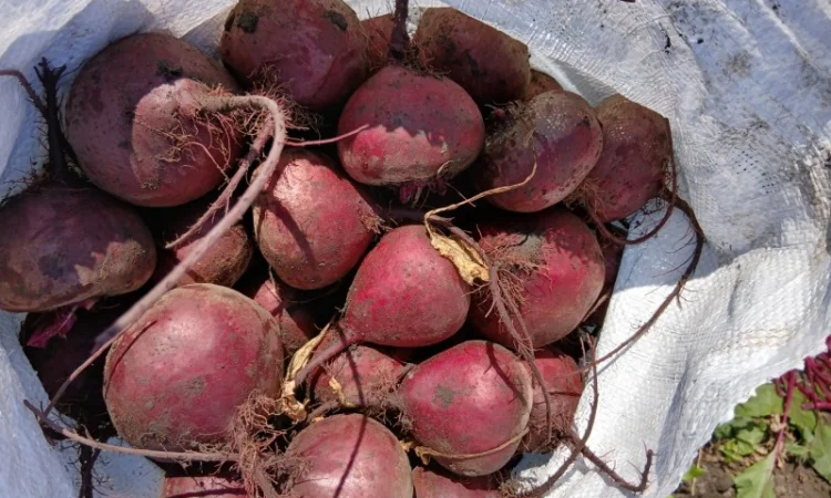 Куплю буряк Водан калібр 6-9 - фото № 2