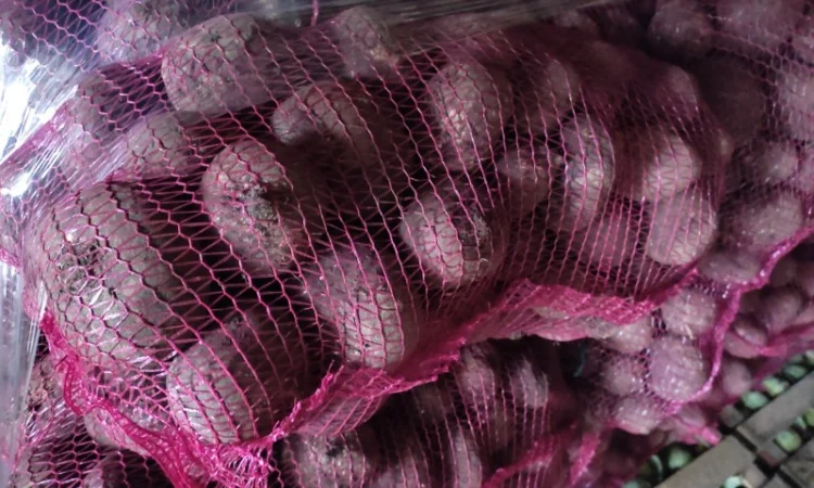 Буряк зепо маркетової якості на продаж - фото № 1