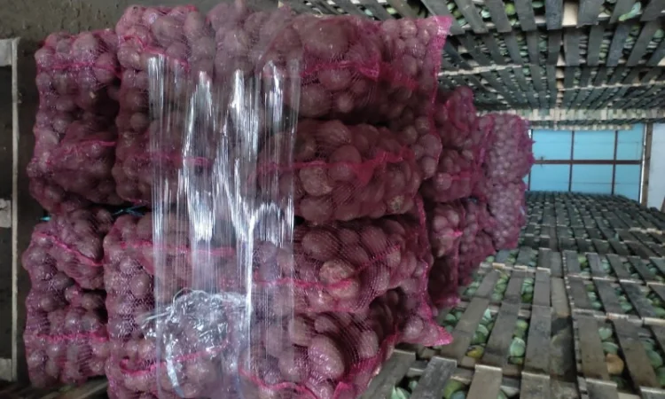 Буряк зепо маркетової якості на продаж - фото № 2