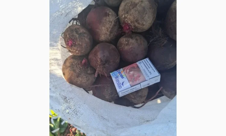 Свекла сорт Пабло оптом с поля - фото № 1