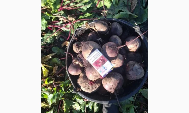 Свекла сорт Пабло оптом с поля - фото № 2