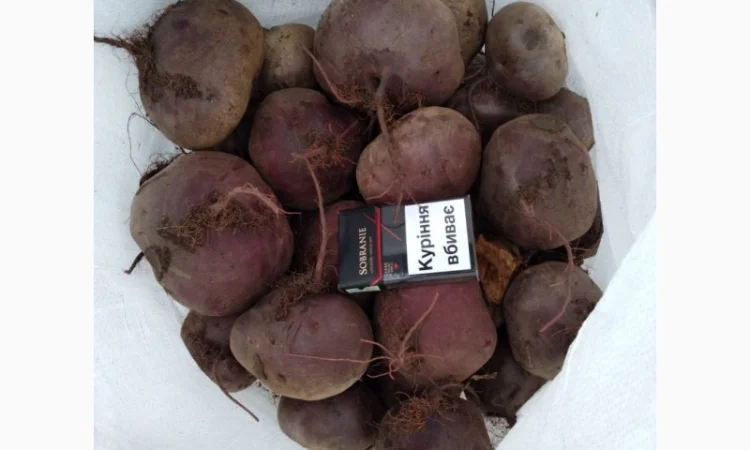 Продаж столового буряка сорту Пабло F1 - фото № 1