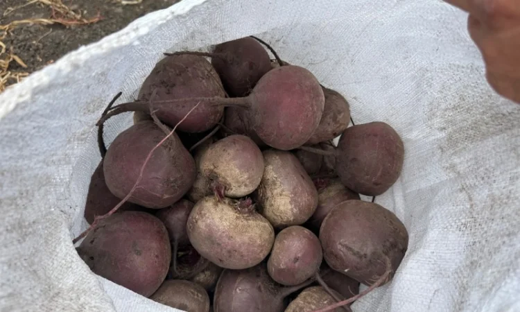 Буряк солодкий на продажу - фото № 1