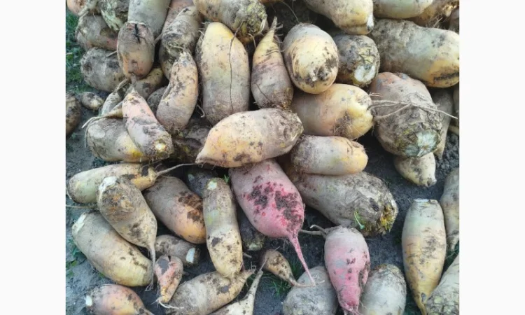 Кормовий буряк для тварин - фото № 1