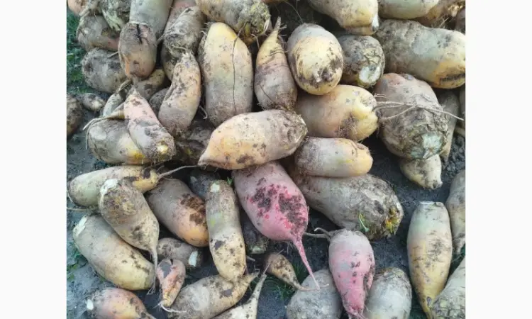 Продам кормовий буряк - фото № 1