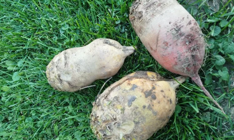 Кормовий буряк для тварин - фото № 2