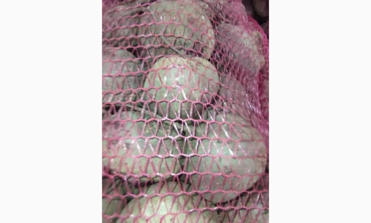 Продаю столовий буряк сорту Зепо - фото № 3