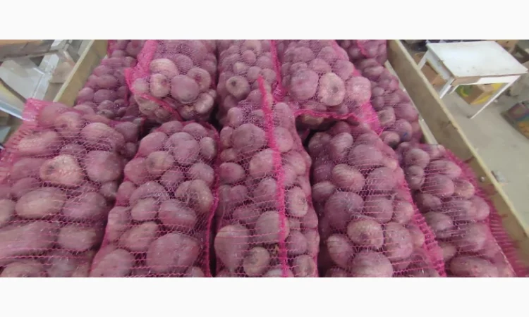 Продаю столовий буряк сорту Зепо - фото № 5