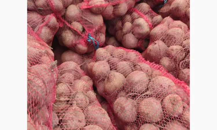 Продаю столовий буряк сорту Зепо - фото № 1