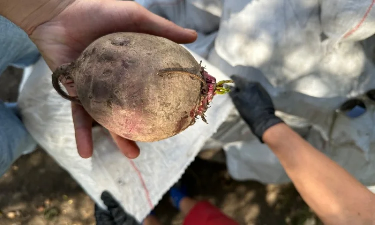 Товарний буряк на продаж - фото № 1