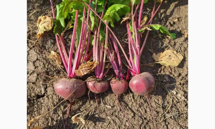 Продаю венігретний буряк Зепо - фото № 1