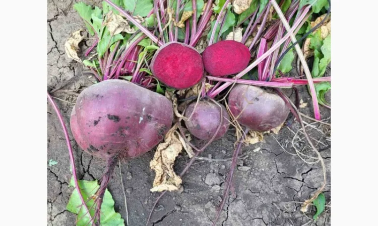 Продаю венігретний буряк Зепо - фото № 2