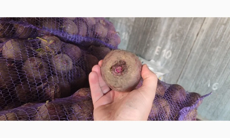 Продаж буряк сорт Зепо - фото № 2