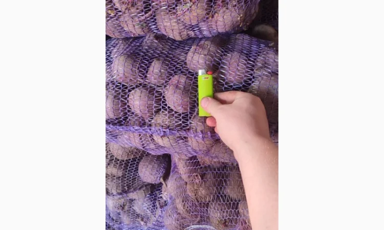 Продаж буряк сорт Зепо - фото № 3