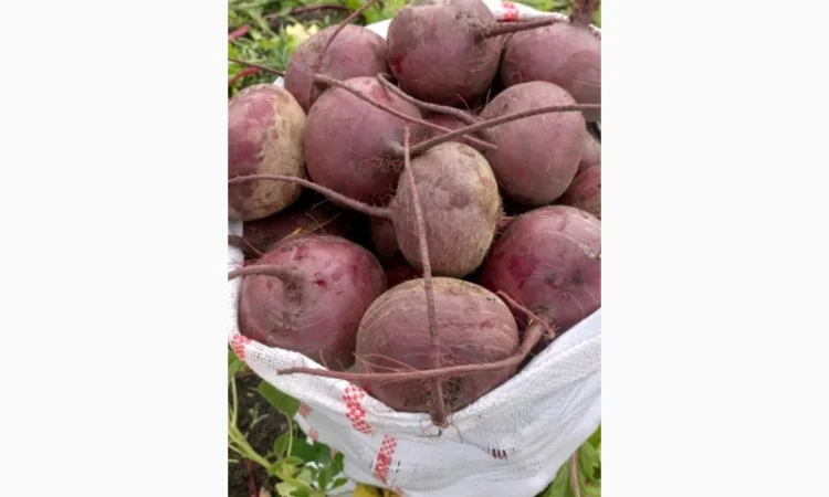 Продаж буряк сорту Водан - фото № 1