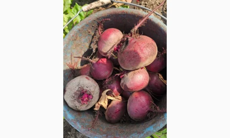 Продаж буряк сорту Водан - фото № 2