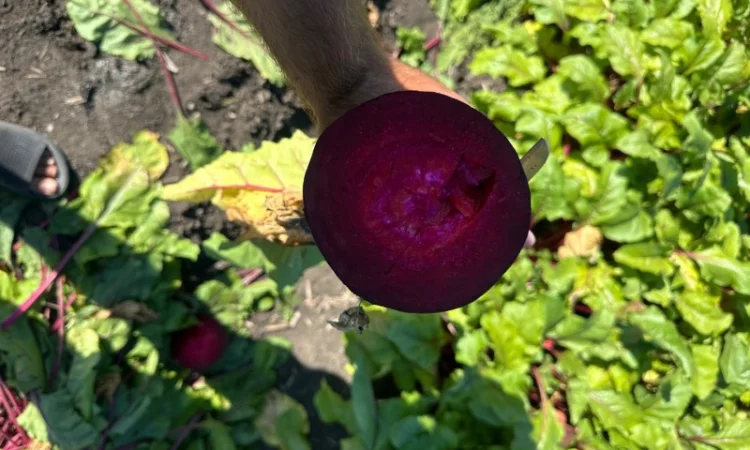 Продаж буряка стандартного та нестандартного - фото № 1