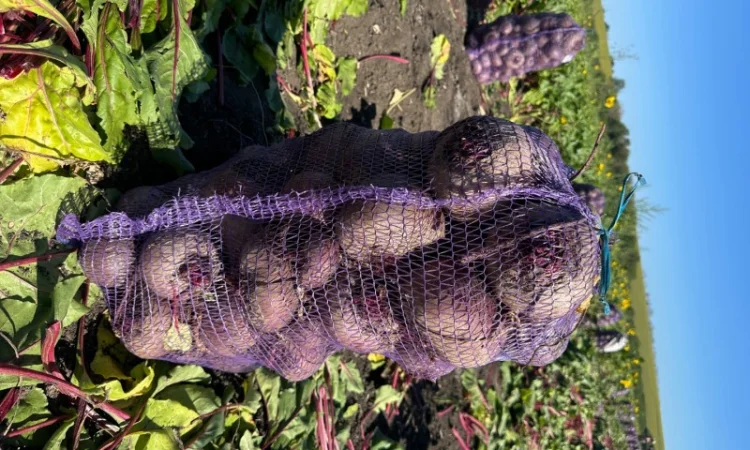 Продаж буряка стандартного та нестандартного - фото № 2