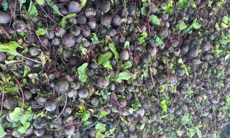 Продаж буряка стандартного та нестандартного - фото № 3