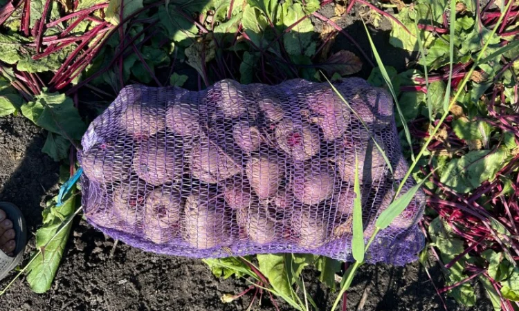 Продаж буряка стандартного та нестандартного - фото № 4