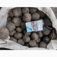 Свіжий буряк нового урожаю у Вінниці - фото № 1