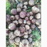 Молодий буряк від виробника в Києві - фото № 1