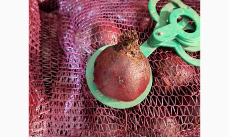 Червоний буряк з Польщі в продажу - фото № 1