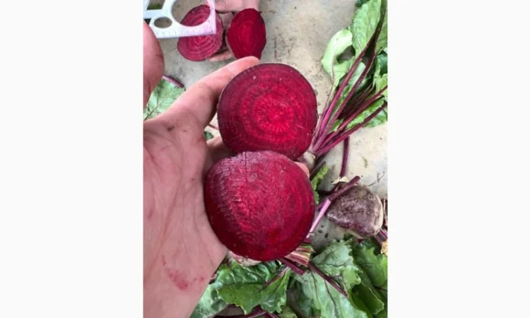 Червоний буряк з Польщі в продажу - фото № 4